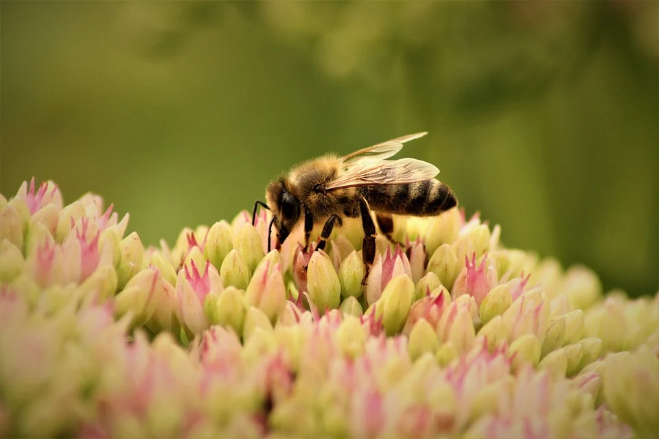 bee-9500879_960_720
