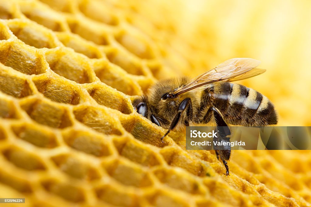 Working bees on honeycomb
